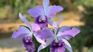 Hoa lan Berry đang phát trực tiếp!@961877782