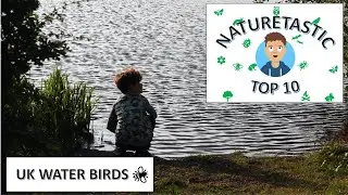 Naturetastic | My Top 10 Waterbirds | Ducks to Spoonbills