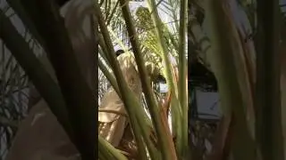 طريقة سهلة لتفريط النخل - تخفيف الحمل لانتاج تمر حبة كبير