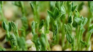 🌱 How to Grow Pea Microgreens Indoors || Easy 7-Day Gardening Tips!