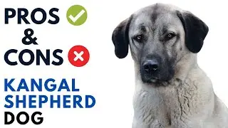 Kangal Shepherd Dog Pros and Cons | Kangal &Ccedil;oban K&ouml;peği  Dog Advantages and Disadvantages
