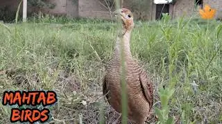 How to proper care teetar in hot session.#Mahtabbirds #Iranitetar #tetarcare