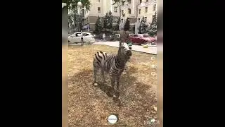 Зоопарк 3D AR в дополненной реальности / Zoo 3D AR in augmented reality