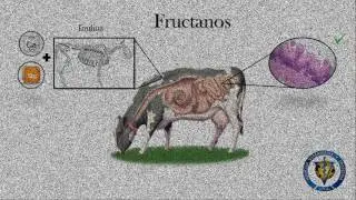 Plátano y Banano para la nutrición animal