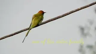 Bea eater birds || Bird photography|| Bird singing || Travel with jaki || Bird sounds||