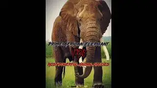 Elephant vs all animals #shorts #edit #1v1 #animals