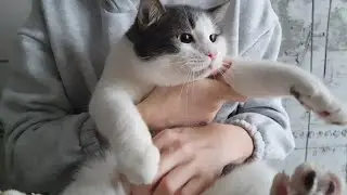 Планове обстеження Пончика🐈