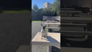 Pug doing recall exercise, obedience for the real world