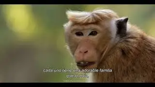Tr&aacute;iler | Growing Up Wild
