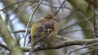 Chaffinch (Fringilla coelebs) - Brighton, December 2020