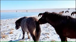 Winter Brings Horse Mating Season | See Nature's Force