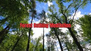 Forest Bathing Meditation | Connect with Nature & Restore Inner Peace 🌲