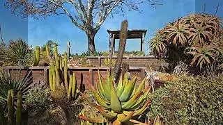 UC Santa Cruz Arboretum & Botanical Gardens