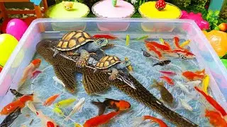 Unboxing ikan hias warna warni, ikan lucu, ikan koi, maskoki, ikan lele, chana, ikan cupang, gurame