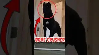 These Dogs Have a Bite Stronger Than a Lion! 🦁 #dog #shorts #animals #dogs