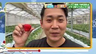 【 ふるさとシェア】川俣町　シーズン到来♪旬を迎えたイチゴ狩りへ行こう!(2026/1/7)
