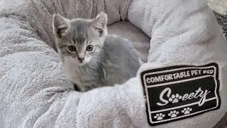 🐾 Your Cat or Dog will love this pet bed from Amazon (UNBOXING VIDEO)