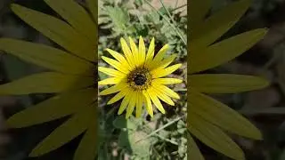 LONELY CAPE MARIGOLD! Unbelievable