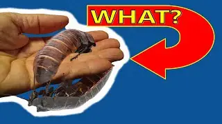How to Identify Cockroach Species. Only One in 1000 Pest Controllers Can Identify ALL These Species
