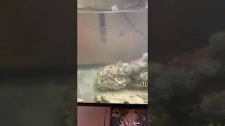 Can someone please Id these RARE zoas!!!!!