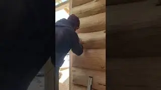 Cutting in a electrical box in a fullscribe log cabin.