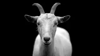 Goat sound effects | COMPILATION !!!!