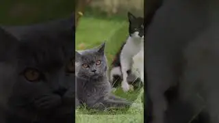 Uncover the Surprising Truth About Cats' Social Skills!