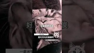 好喜翻羽毛的哆俊呀 #cute #dojun #cat #社牛貓貓 #shorts