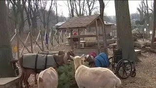 Recycle your old Christmas tree through the Philly Goat Project