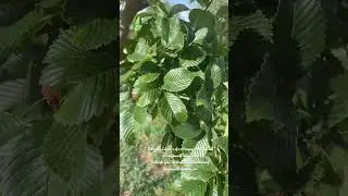 Edible Elm Leaves? 4 of 5 #Foraging #FeedYourself #LoveYourselfToRevolution