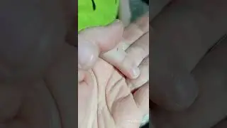 посмотрите как выглядит один рабочий Lasius flavus