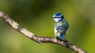 Blue tit nest camera - Wed 6th May 2020