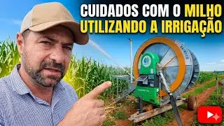 CUIDADOS COM O MILHO || ESTÁ INDO BEM 