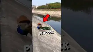 СПАСЕНИЕ ПАВЛИНА