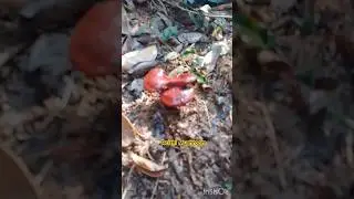 #reishimushroom #backyardadventure #mushroom of #immortality #discovernature