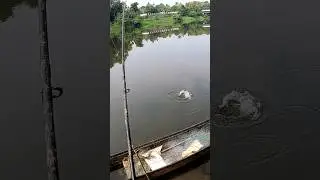 First person Fishing...!! #shorts #youtube #fishing #bigfish #youtubeshorts #viral