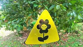 Jardín BOTÁNICO LANCETILLA HONDURAS |Plantas que podrían matarte |