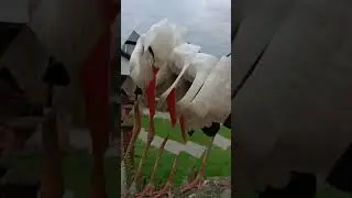bociek edit