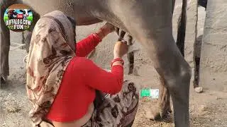 Village Woman's Hard Work: Milking Buffaloes to Raise Her Family #buffalo #buffalomilk #village #cow