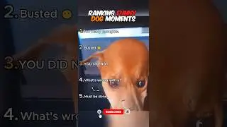 RANKING FUNNY DOG MOMENTS 🤣 Last one got me 😂 #top5 #dog #funny