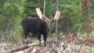 Moose down 54&rdquo; archery live footage unedited ! 2024 Northwestern Ontario