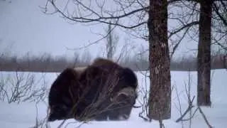 Titans of the Ice Age 3D