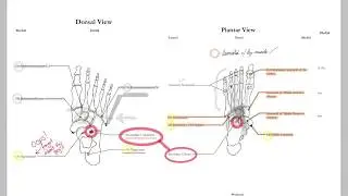 Accessory Ossicles + some related review
