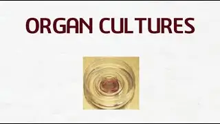 What is organ culture?
