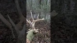 Found a gnarly deer shed antler #deershed #shedhunting #deerhunting #arkansas #arkansashunting