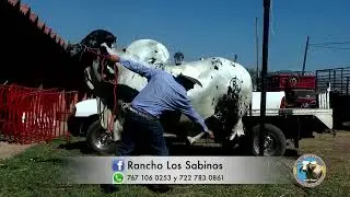RANCHO LOS SABINOS.- SARDO NEGRO CON SELECCIÓN FUNCIONAL.