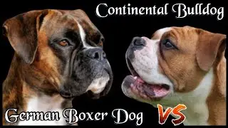 German Boxer Dog VS Continental Bulldog