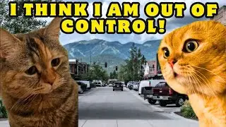 When a Cat Has Trouble in Controlling her Anger #catstory  (Ep.200)