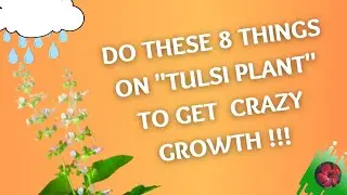 HOW TO CARE TULSI PLANT |8 IMPORTANT POINTS |CARE TIPS