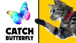 GAMES FOR CATS ★ CATCH BUTTERFLY on screen 1 hour